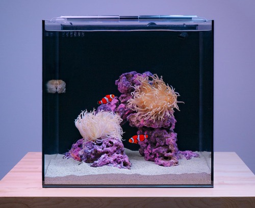 Kit Acuario Agua Salada Pez Payaso 15 Galones Led Inteligent Negro (clear & Black)