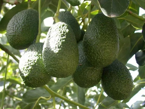 Fertilizante Orgánico N, P, Mn, Zn Talete Valagro 10 L