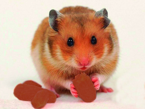 Abene Loggies Alimento Hamster Comida Roedores Pienso 500gr