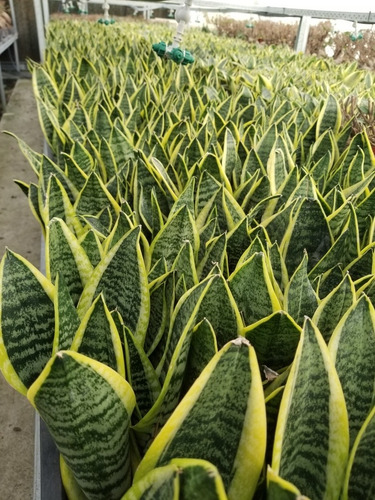 Imagen 4 de 6 de Sansevieria Laurentii Maceta 10 X 3 Plantas X Maceta