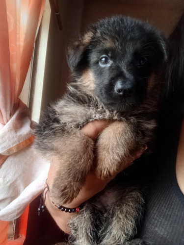 Venta De Cachorros Pastor Alemán Fuego Pura Raza.