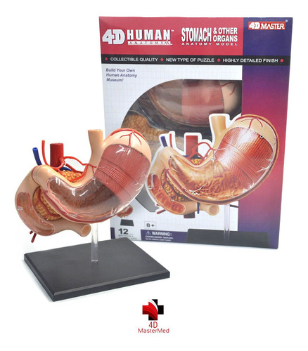 Modelo Do Corpo Humano - Estômago - 4d Master