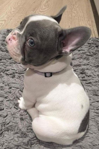 Bulldog Frances 50 Atigrado