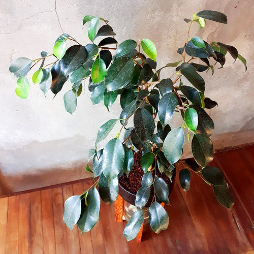 Imagen 9 de 10 de Ficus Benjamina Little Plant 27 Con Soporte, Autorregante