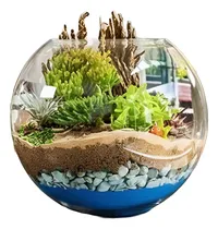 Comprar Terrarios Exótico, Tropicales Ecoamigables Cactus Suculentas