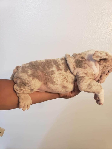 Imagen 8 de 9 de Hermosos Bulldogs Inglés Blue Precio De Oferta Navidad