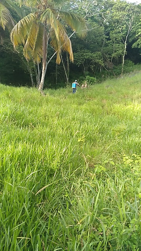 Se Terreno En Las Galeras Samaná
