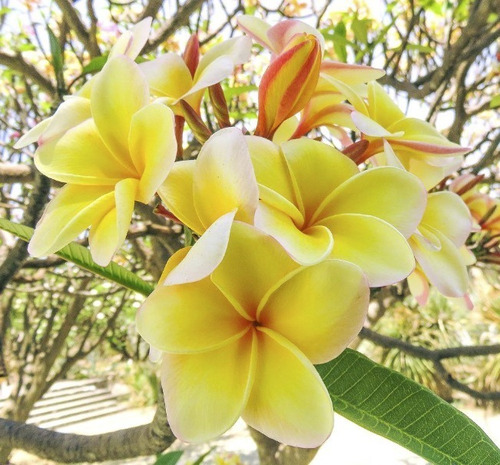 50 Semillas De Plumeria Rubra Platano