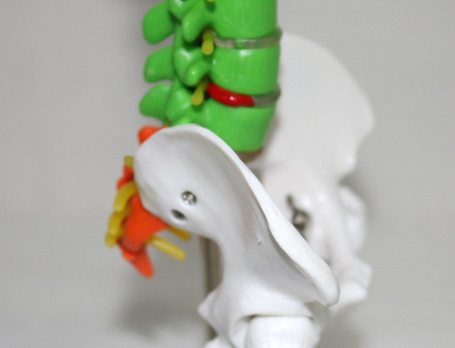 Coluna Vertebral Esqueleto - Anatomia Humana - 45cm Colorida