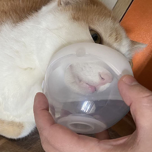Copa Nebulizadora Y Máscara Inhaladora Acostada Para Gatos