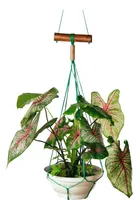 Comprar Porta Vasos Xaxins Para Plantas Flores Folhagens Parede Teto