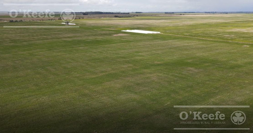 Imagen 3 de 15 de Campo Mixto 330 Has A 80km Del Puerto De Necochea- San Cayetano