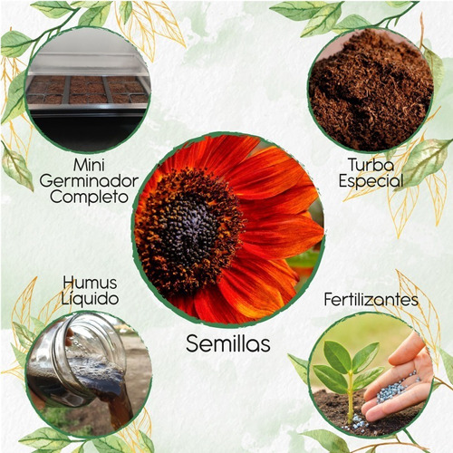 12 Semillas De Maíz De Teja + Kit De Germinación Especial