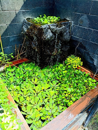 Imagen 2 de 7 de Oferta Mega Paquete Plantas Acuaticas, Jacinto Y Lechuga