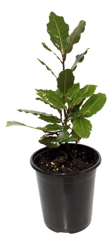 Planta Laurel Real Comprar