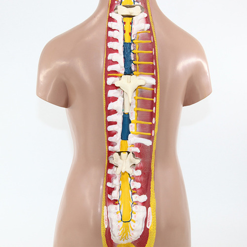 Imagem 4 de 4 de Torso Anatomy Modelo 11 Torso Humano Torso Humano Unissex