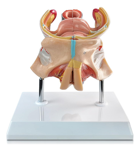 Modelo Anatomico De Organos Genitales Femeninos Humanos.