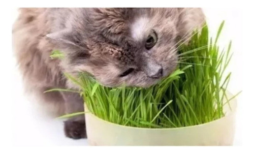 Semillas De Hierba Gatera Para Gatos Y Perros 100g Greenland