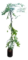 Comprar Planta De Glicinas Violetas De Más De 2 M