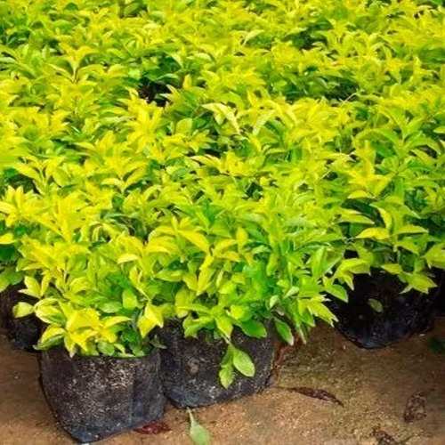 Planta Duranta Golden 10 Pz Para Arbusto (envio Todo Mexico)