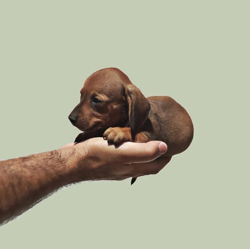 Imagen 2 de 3 de Cachorros Salchicha Teckel 200por Cada Perrito