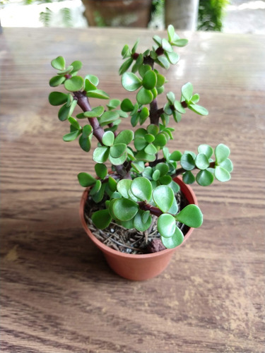 Arbol De La Abundancia 50 Pzas M3 Envio Dhl