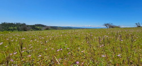 Proyecto Bosque Escondido, Marchigue Vi Región