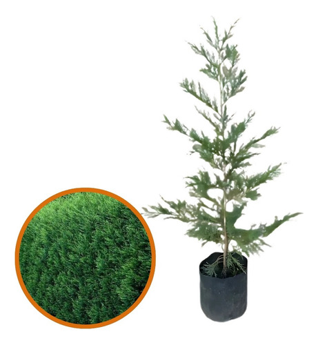 Cerco Vivo Pino Leylandii Somos Productores Verde