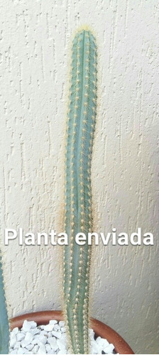 Cacto Azul Pilosocereus PachycladusPlanta Única 5 Anos . | Parcelamento sem  juros