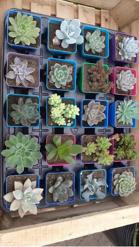 Imagen 6 de 6 de Suculentas Hermosas, Variadas, Coleccionables X 20 Unidades