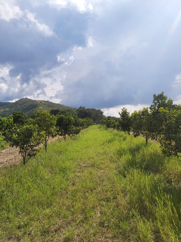 Imagen 7 de 16 de Se Vende Espectacular Finca En Bejuma. 114hectareas. Fácil Acceso.