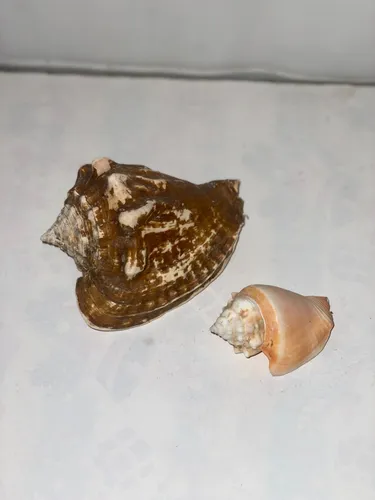 Guarura Mediano Y Pequeño