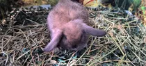Comprar Conejos Mini  Holand Lop La Cabania De Ballester