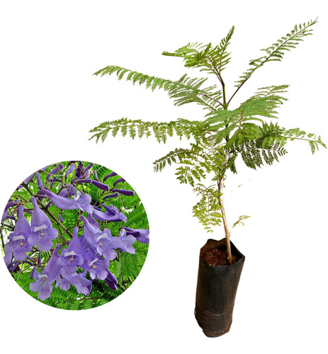 Muda De Jacarandá Caroba - Ideal Para Jardim