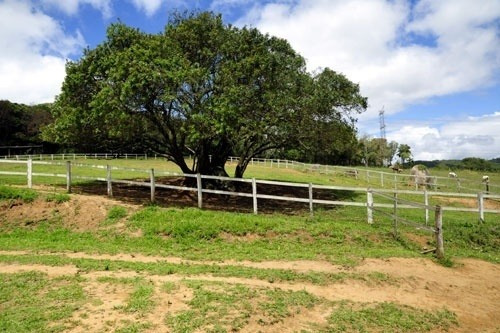Imagem 18 de 30 de Haras A Venda Estado De Sao Paulo Cidade Piedade ( 4132 )