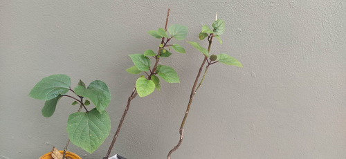 Flor De Gloria / Clerodendro Chino (villa Urquiza Sin Cargo)