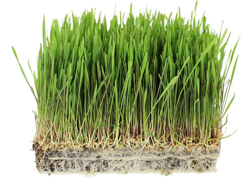 Semilla De Avena Para Sembrar O Germinados (10 Kg)