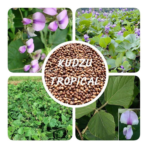 Kudzu Tropical Bolsa 1kg Semillas