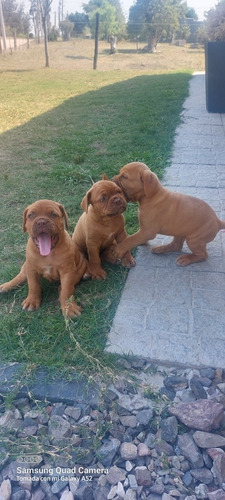 Imagen 3 de 5 de Cachorros Dogo De Burdeos