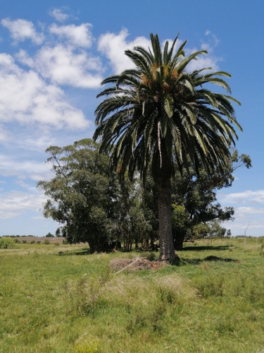 Imagen 3 de 14 de Campo A La Venta - Ruta 65 Km 90 - 11 Has . Índice Coneat 156, Ute Y Ose A 350 Mts.