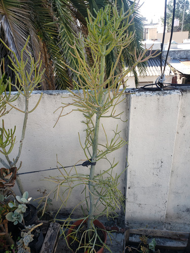 Euphorbia Tirucalli Arbol Sin Hojas. Enorme! Casi Dos Metros