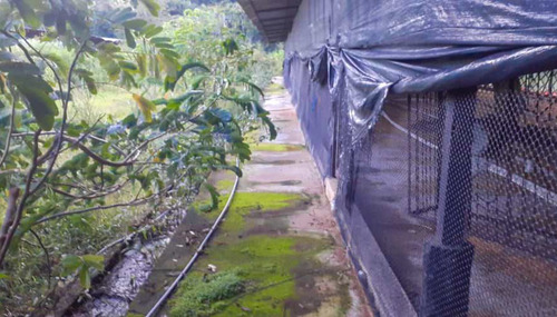Imagen 10 de 13 de Finca En Recta Ayari Para La Cria De Pollos