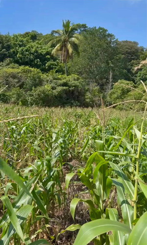 Últimas 10 Mz Finca Las Arrazolas Pueblo Nuevo Viñas/ixpaco