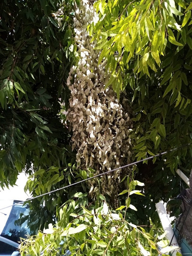 Té De Eucalipto 2kg Eucalyptus Globulus