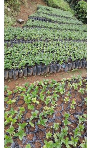 Vendo Finca Con Excelente Terreno Para Siembra