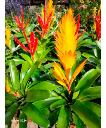 Neoregelia Cuidados