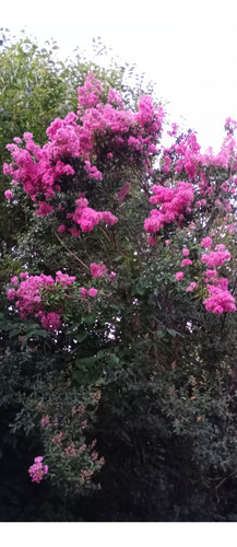 Crespón. , Lagerstroemia , Árbol Floral