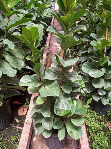 Ficus Pandurata - Hermoso - Entrega Gratis Caba Y Gba