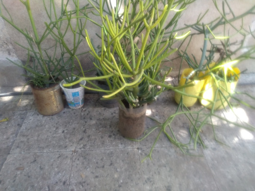 Euphorbia Tirucalli 5 Plantas $19000 Y C/u $5000