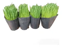 Comprar Pasto Para Gato X4 Unid Hierba Gatera, Gatuna Envios Isiflor